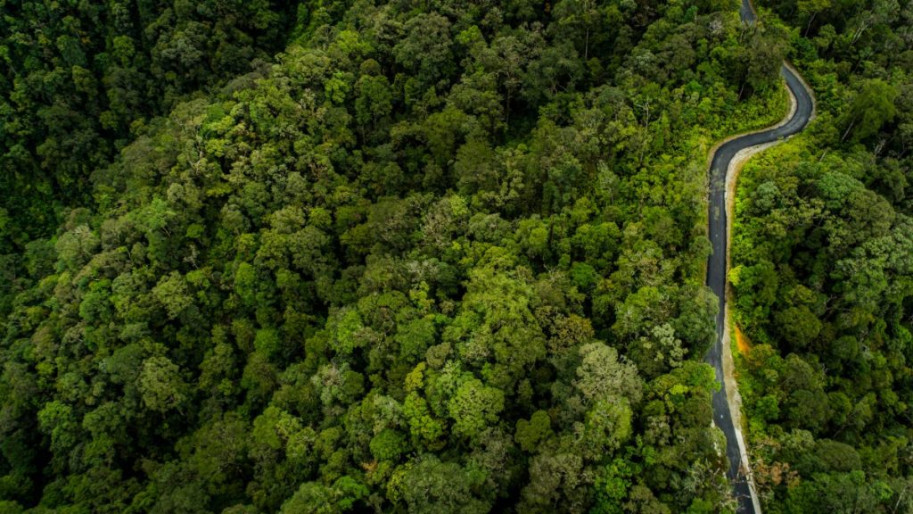 A Call to Stop Burning Forests in the Name of Climate Mitigation